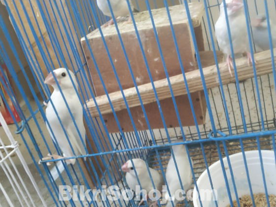 Java finch/sparrow ( cute babies (8) for sale )